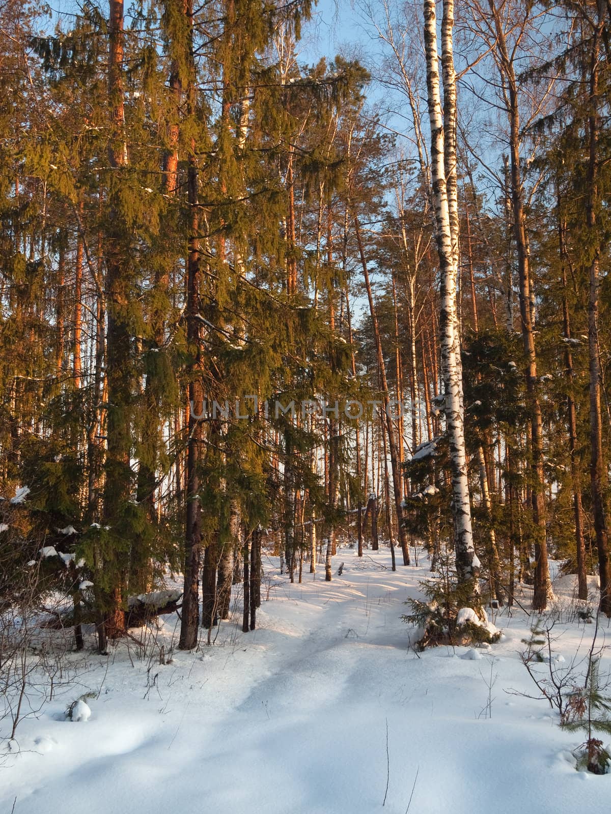 Winter forest on sunset with blue sky