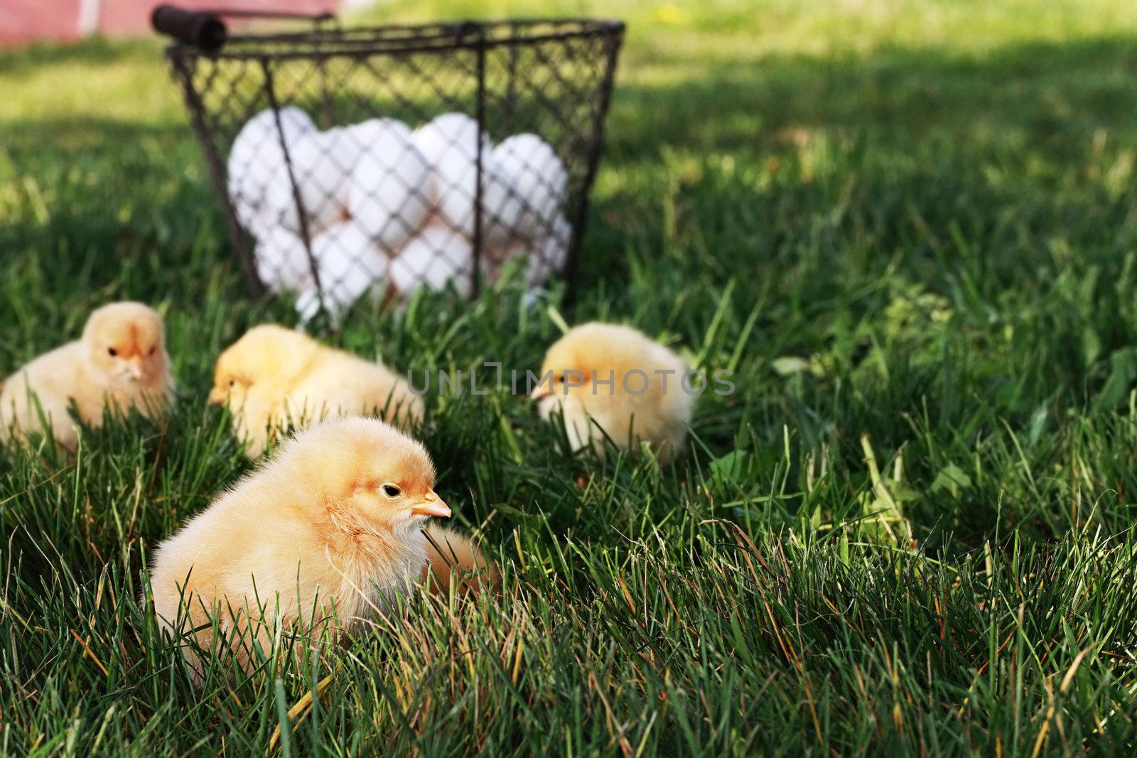 Little free range Buff Orpington chicks outdoors by a basket filled with fresh organic eggs. Extreme shallow depth of field with selective focus on chick in foreground. 