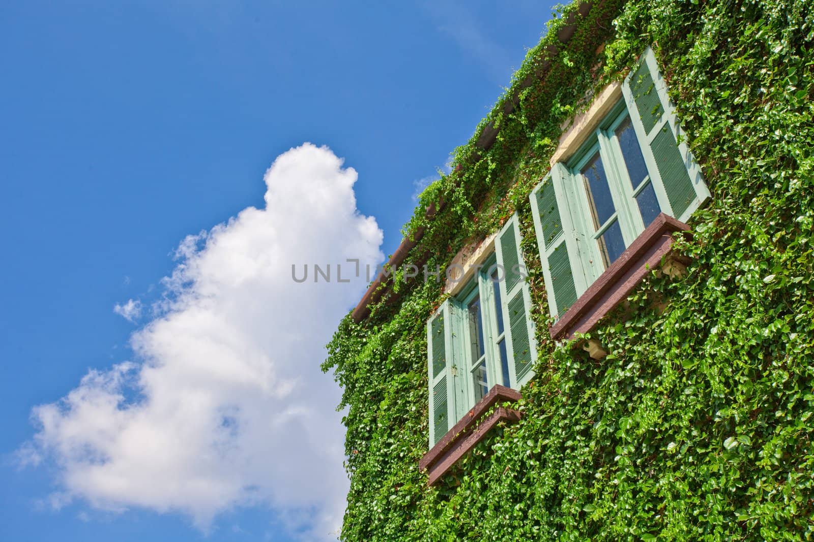 Windows on a wall covered with grapes vine