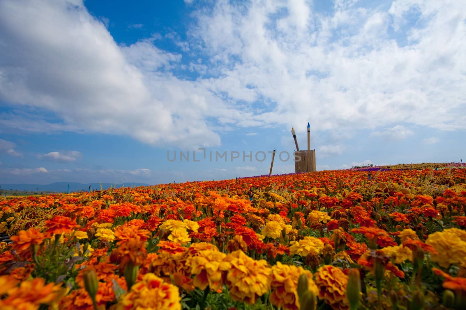 summer field of red flower on a background blue sky