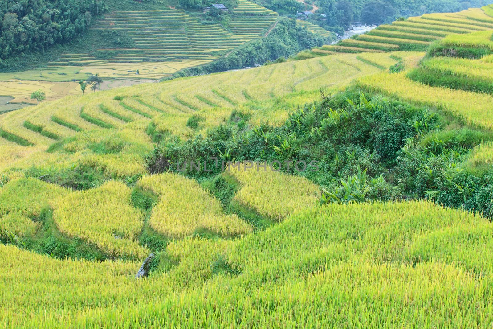 Rice terraces in the mountains by jame_j@homail.com