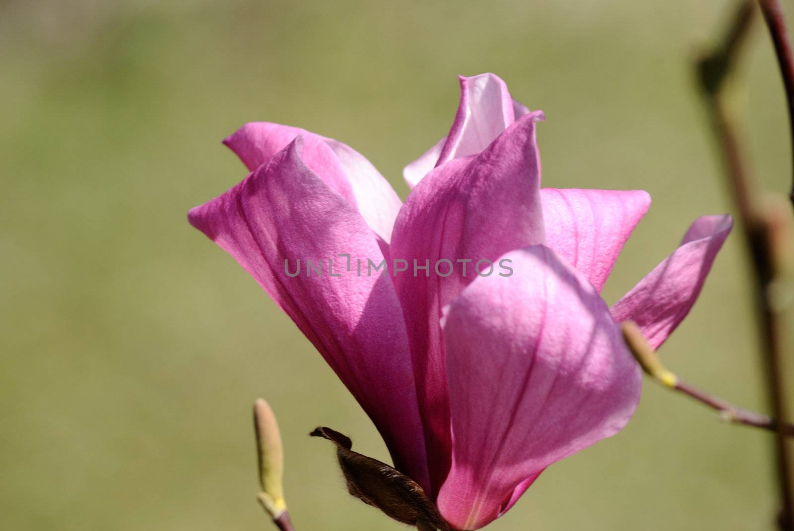 A macro shoot of a magnolia flower