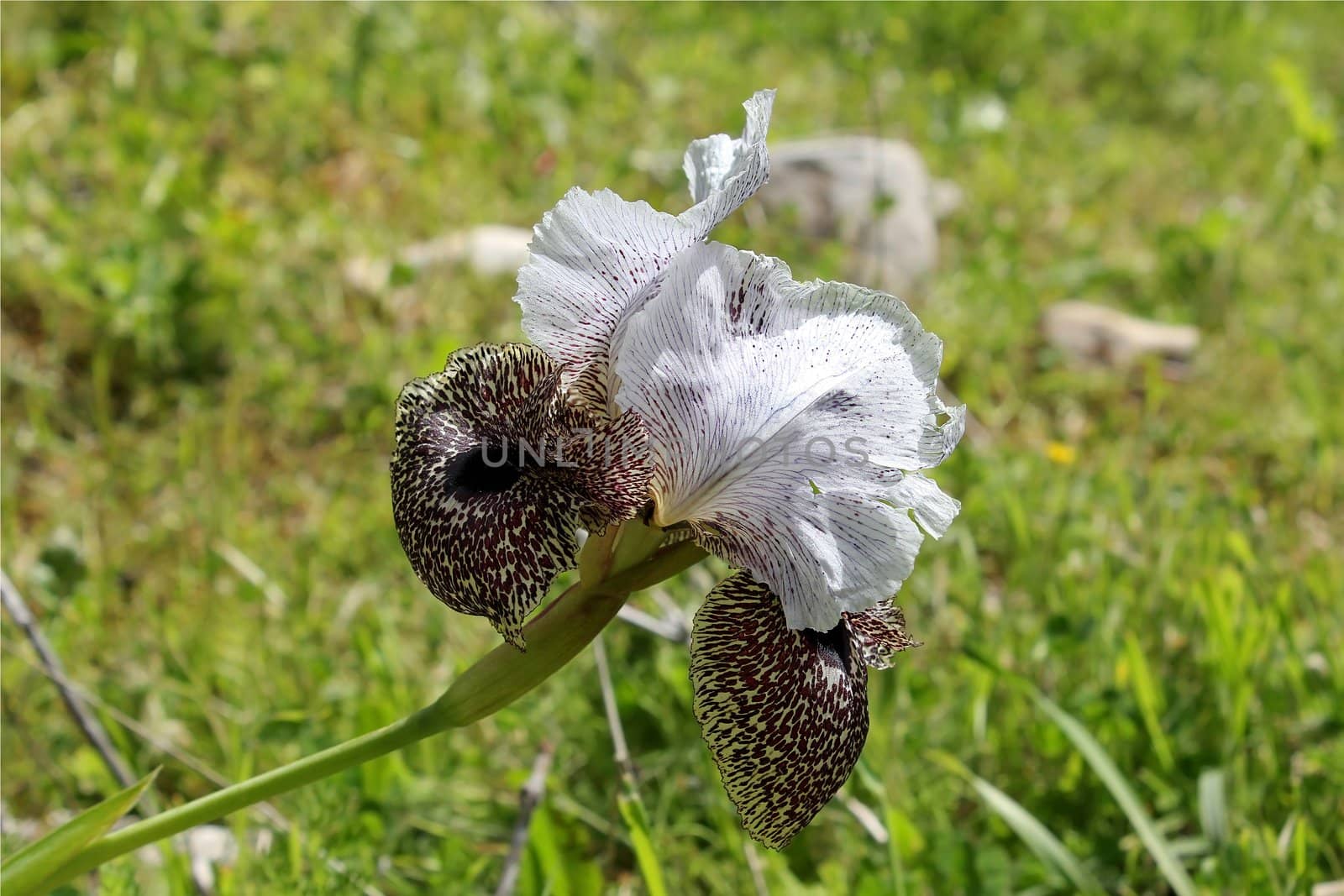 iris flower leopard coloring, growing only in the lower Galilee, Israel