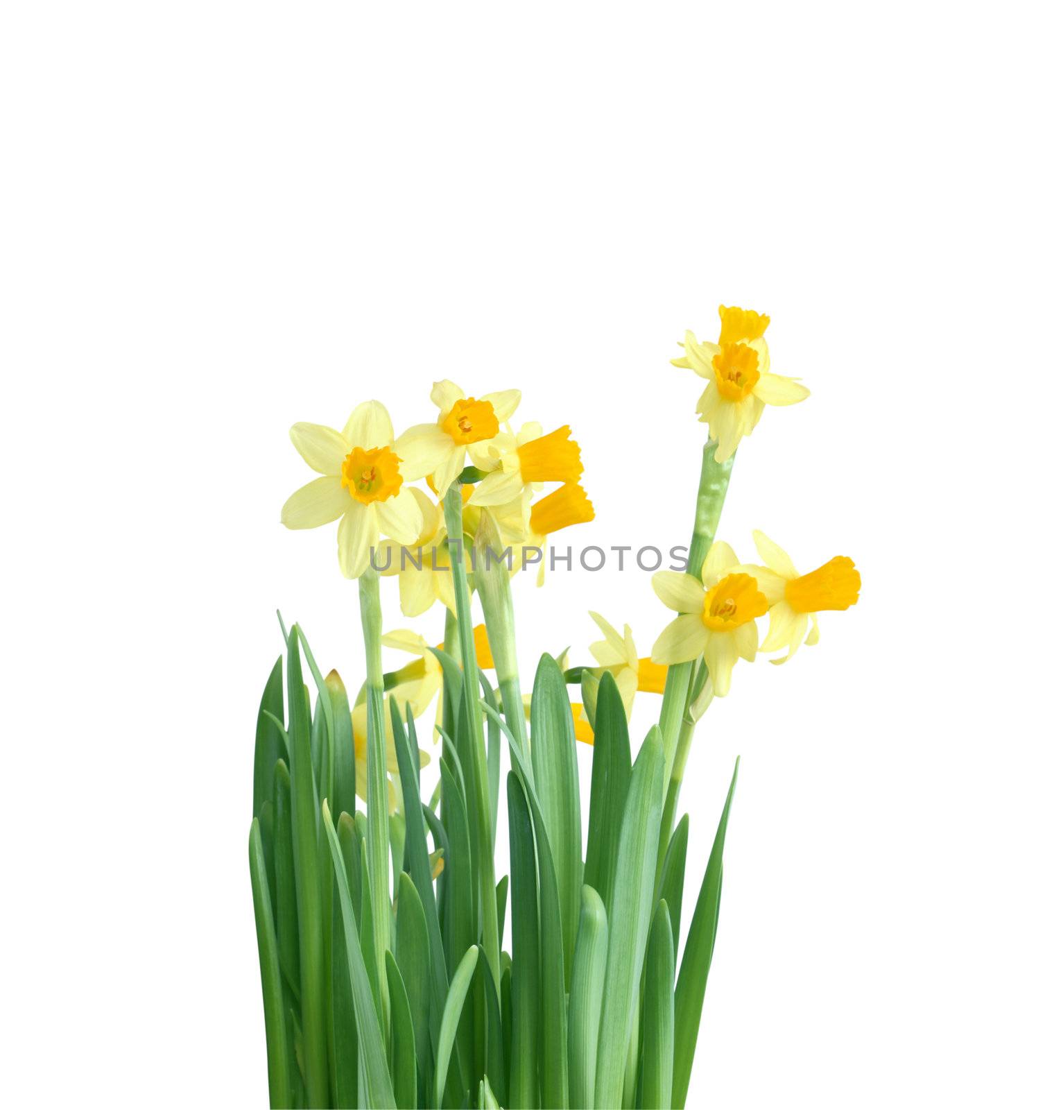 Daffodil Flowers by kvkirillov
