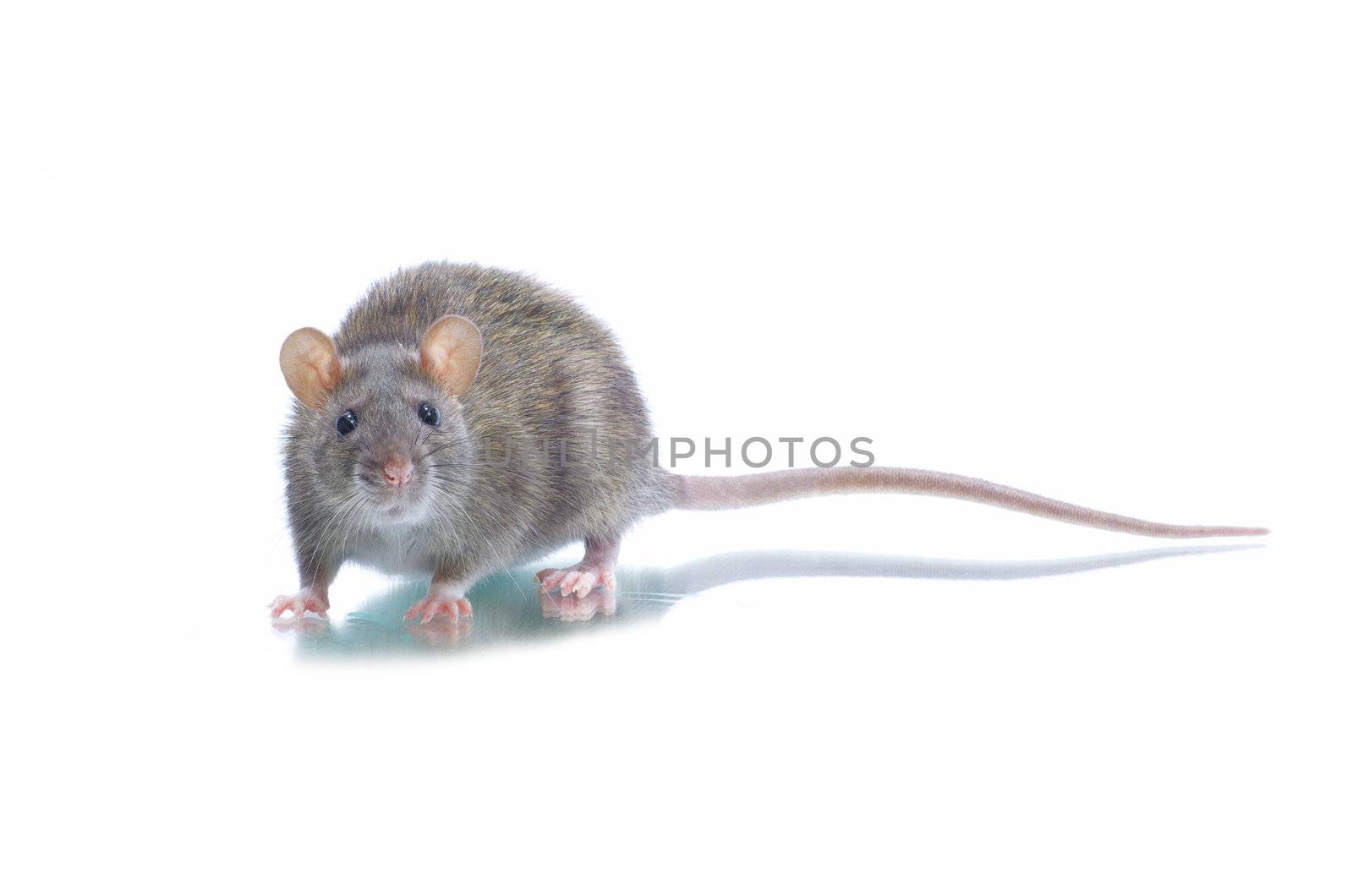 rat isolated on white background