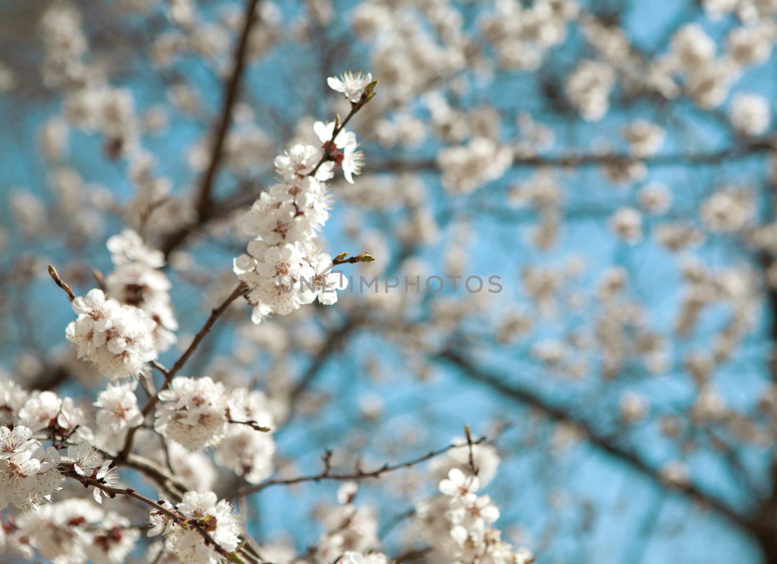 background of spring sky and flowers