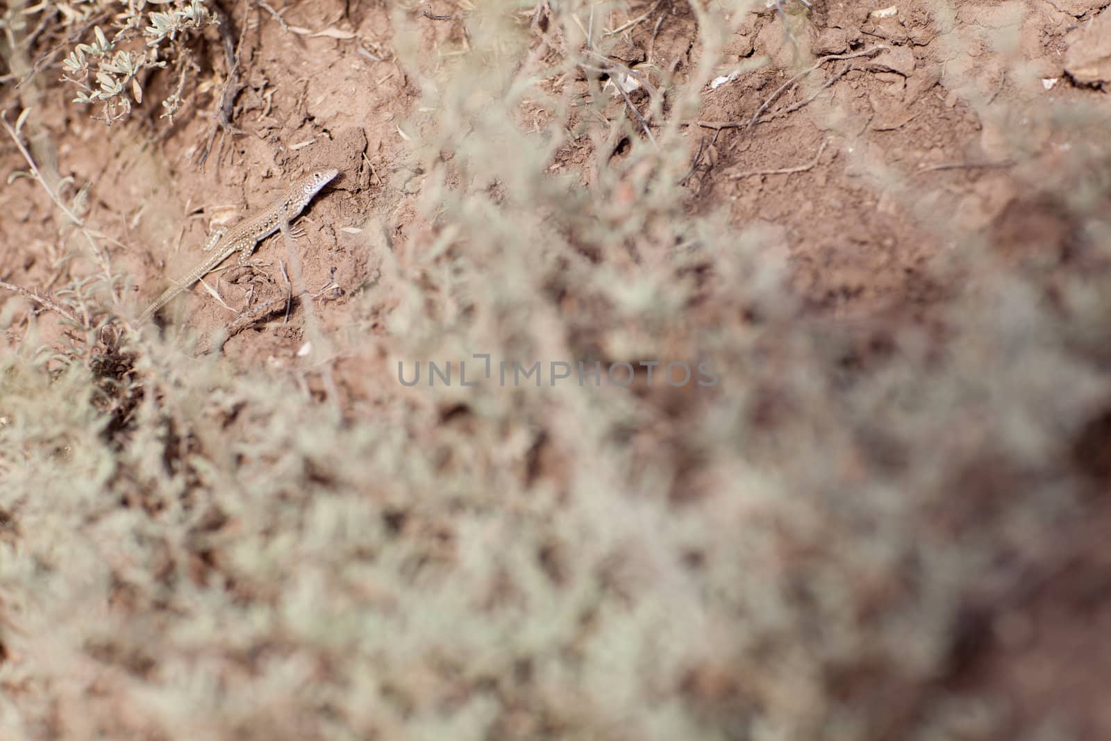 lizard in the desert