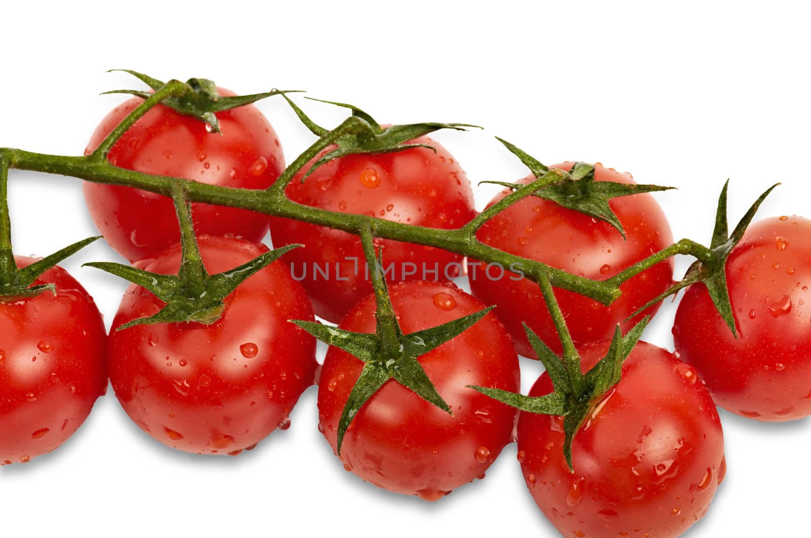 Cherry tomatoes on vine with water drops isolated on white background with light shadow.
