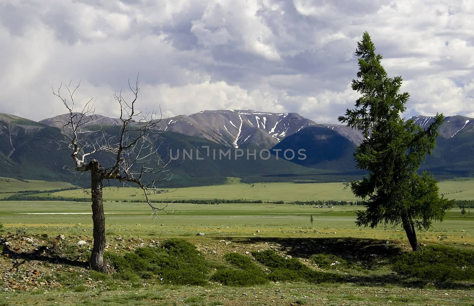 Bare dead tree and green pine on meadow near mountains by Kudryashka