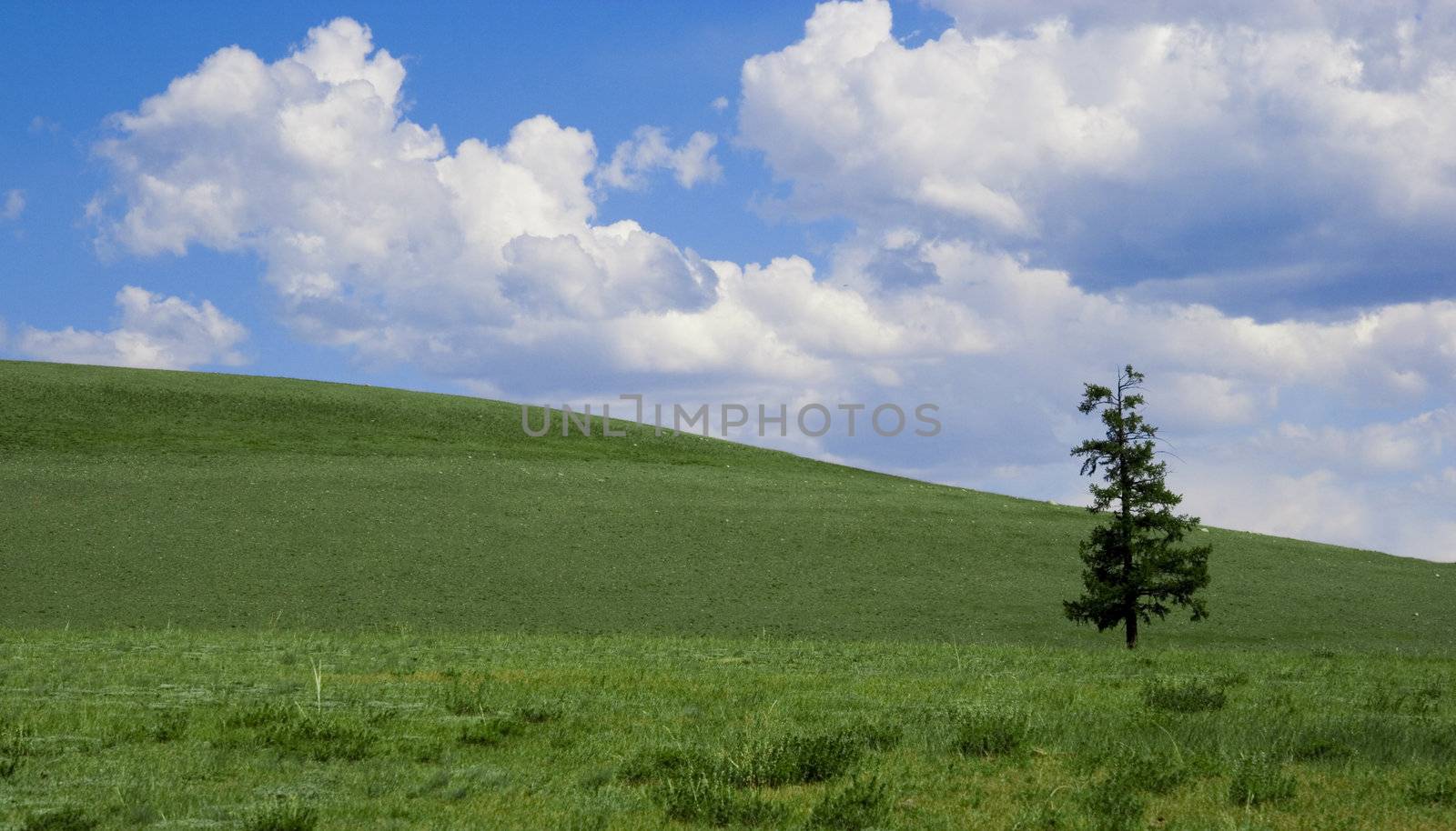 Solitude pine on green field