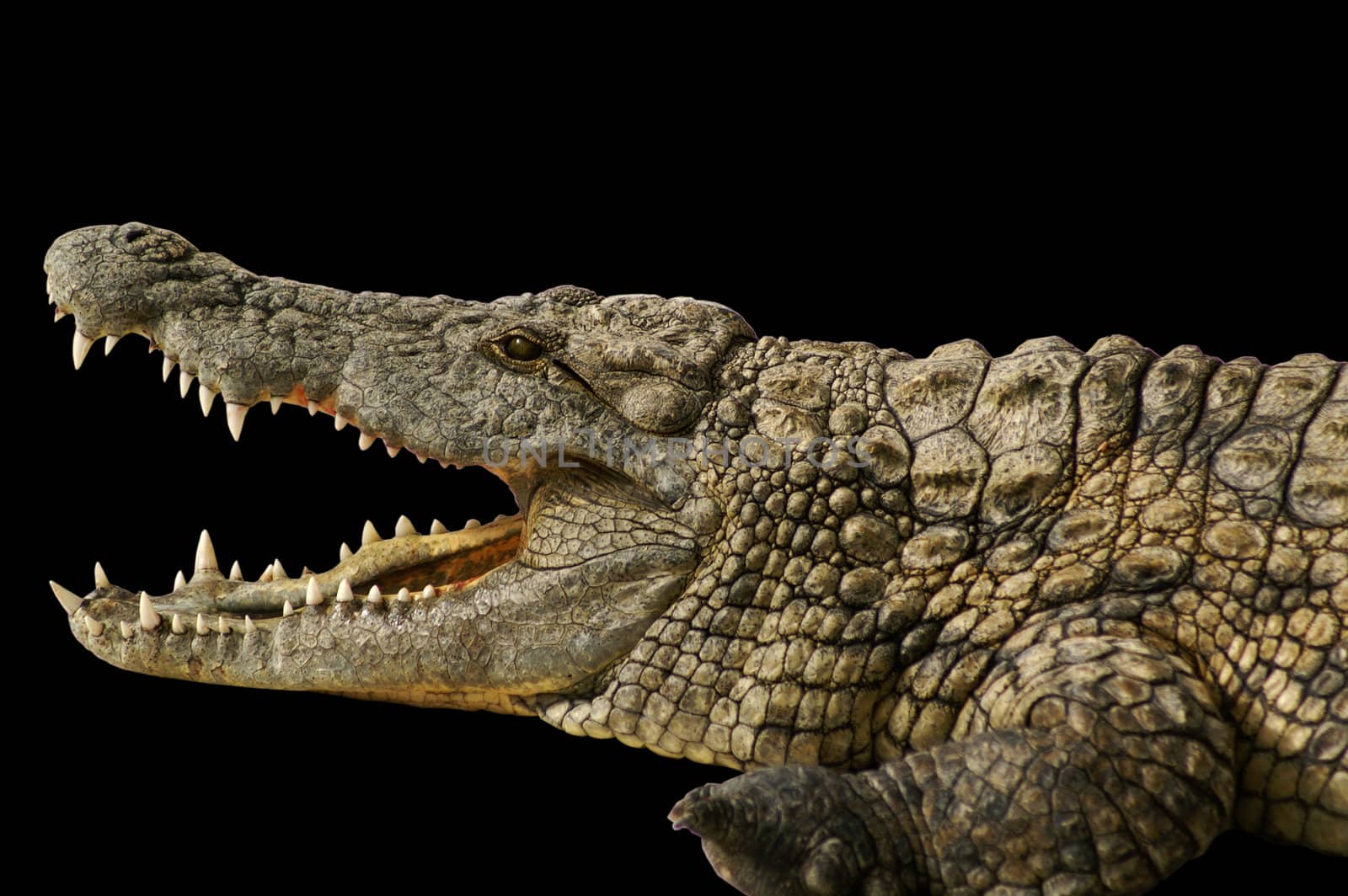 Alligator shows his teeth by photochecker