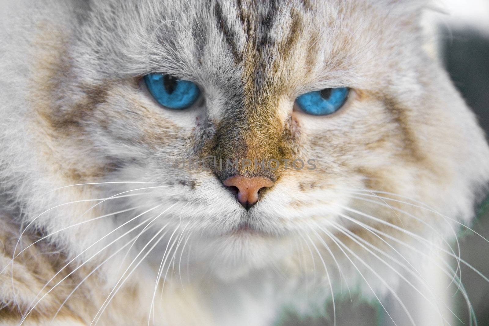 Angry cat with blue eyes by Kudryashka