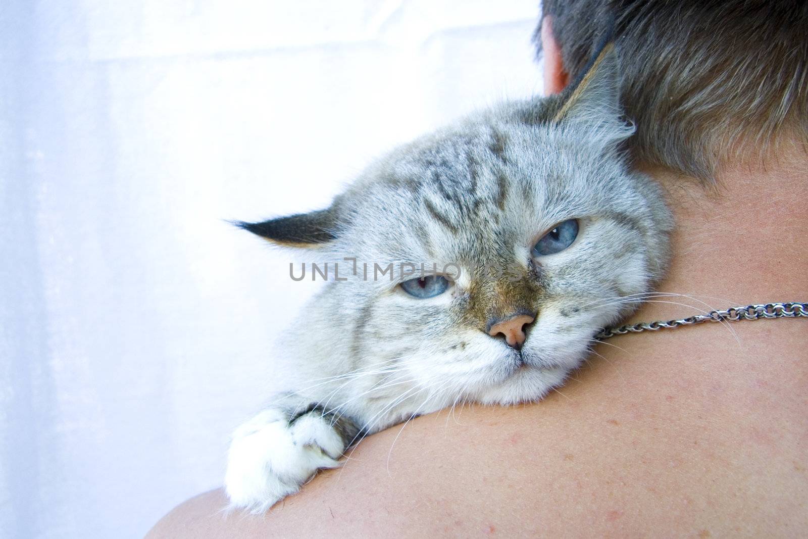 Angry cat on shoulder his owner by Kudryashka