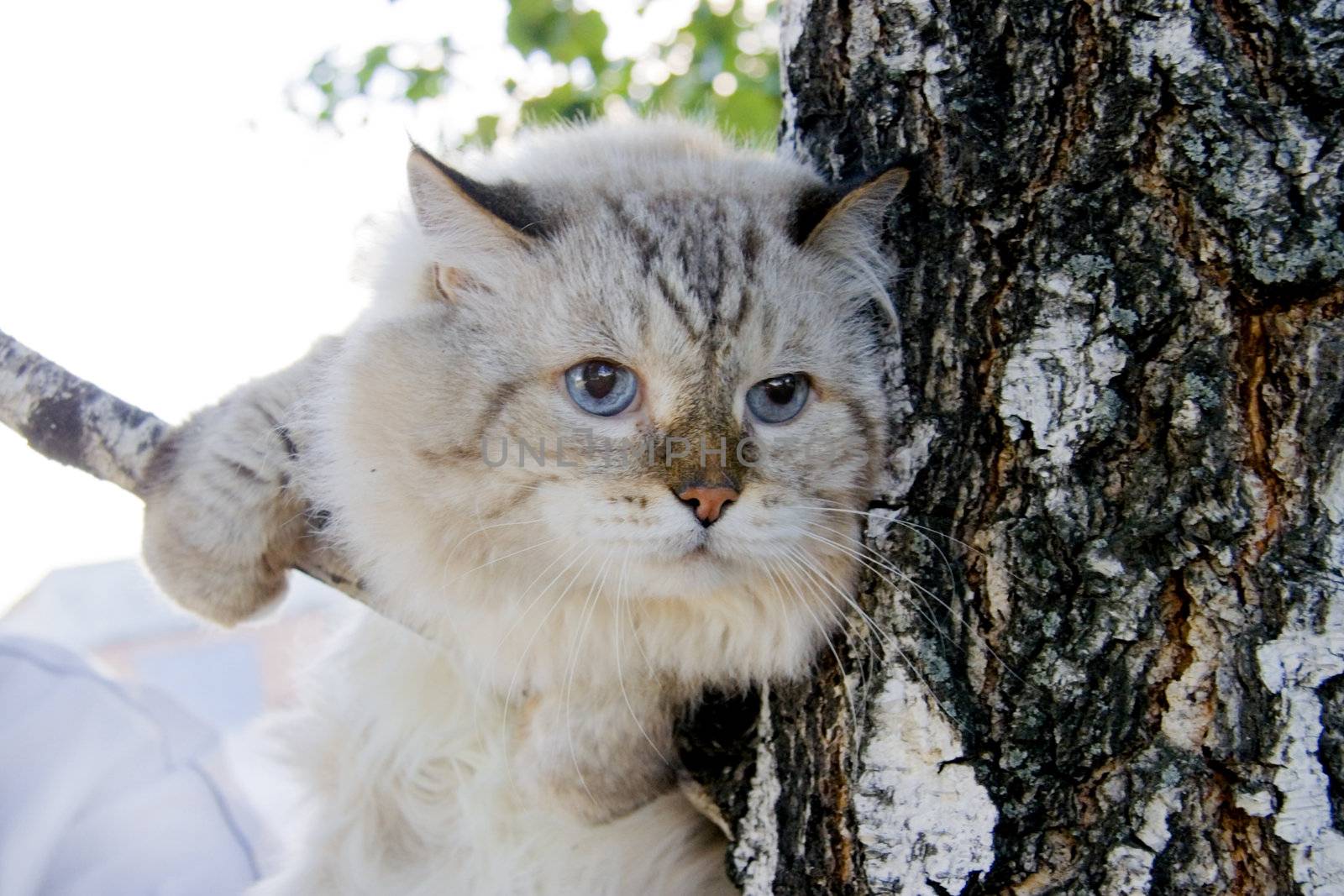 Frightened cat on the twig of tree by Kudryashka