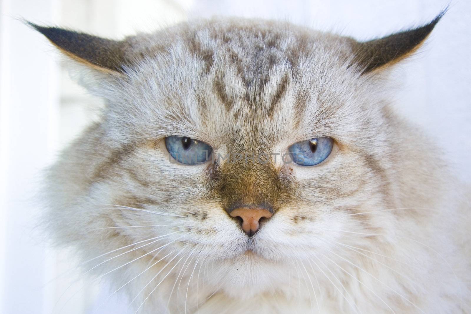 Angry cat with blue eyes