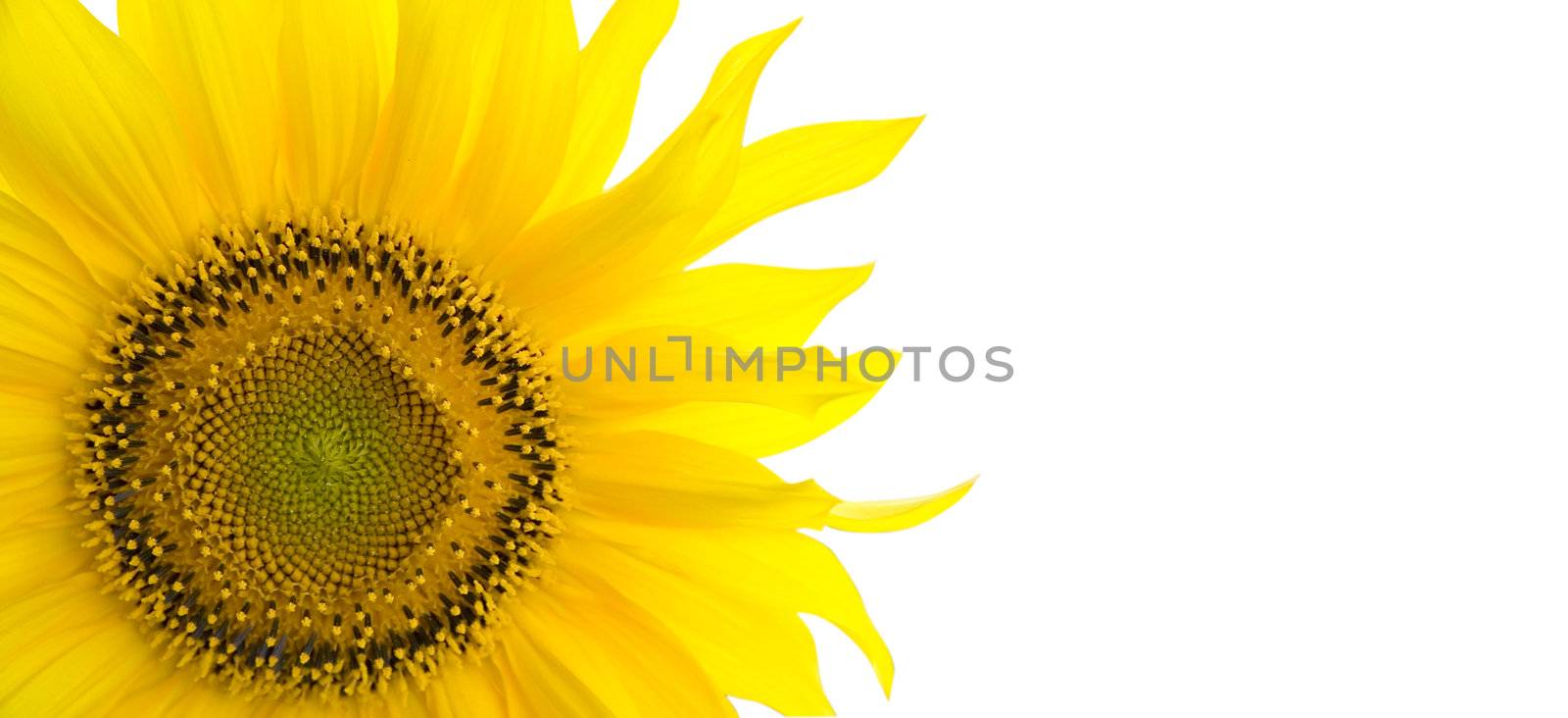 Sunflower background with place for your text by Kudryashka