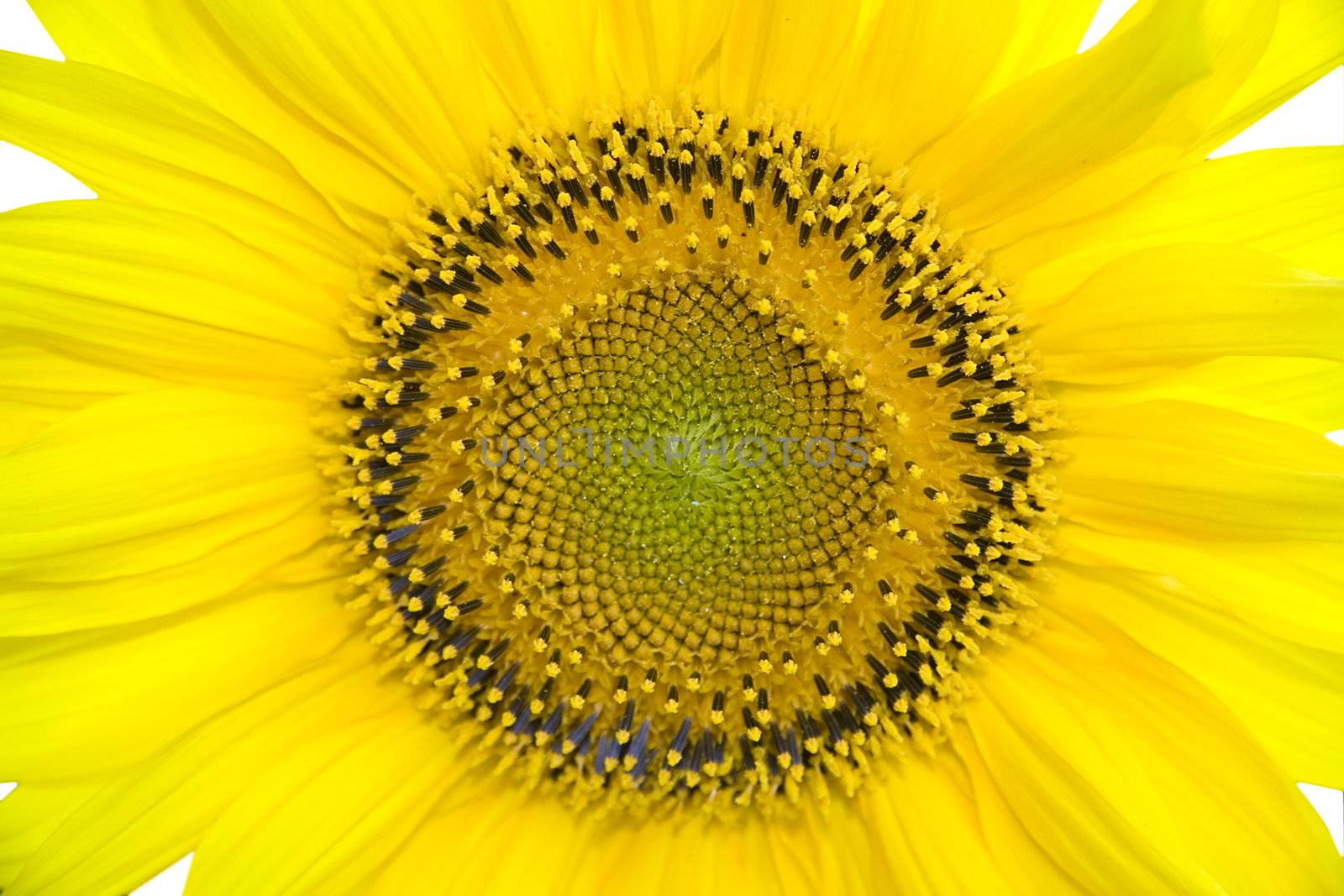 Sunflower background by Kudryashka