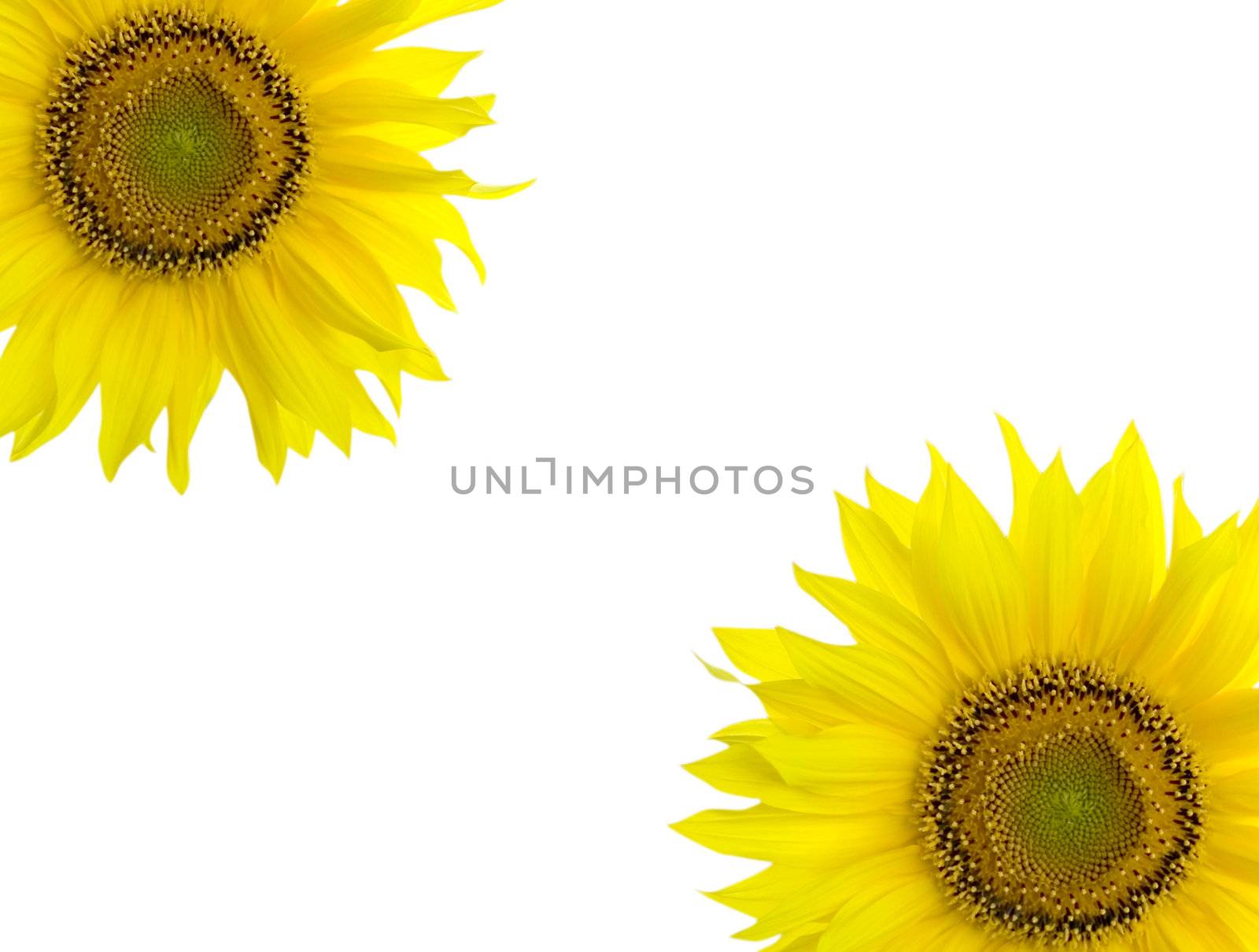 Sunflower background with place for your text by Kudryashka