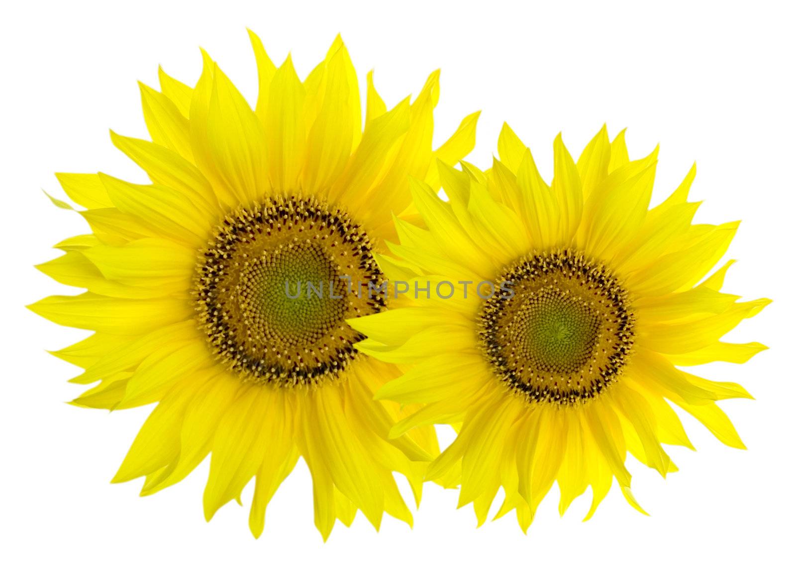 Sunflowers isolated on white