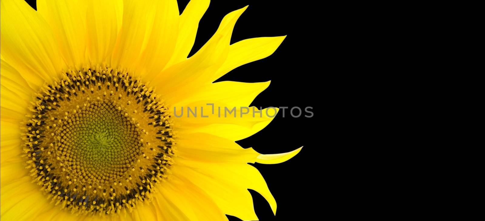 Sunflower background with place for your text
