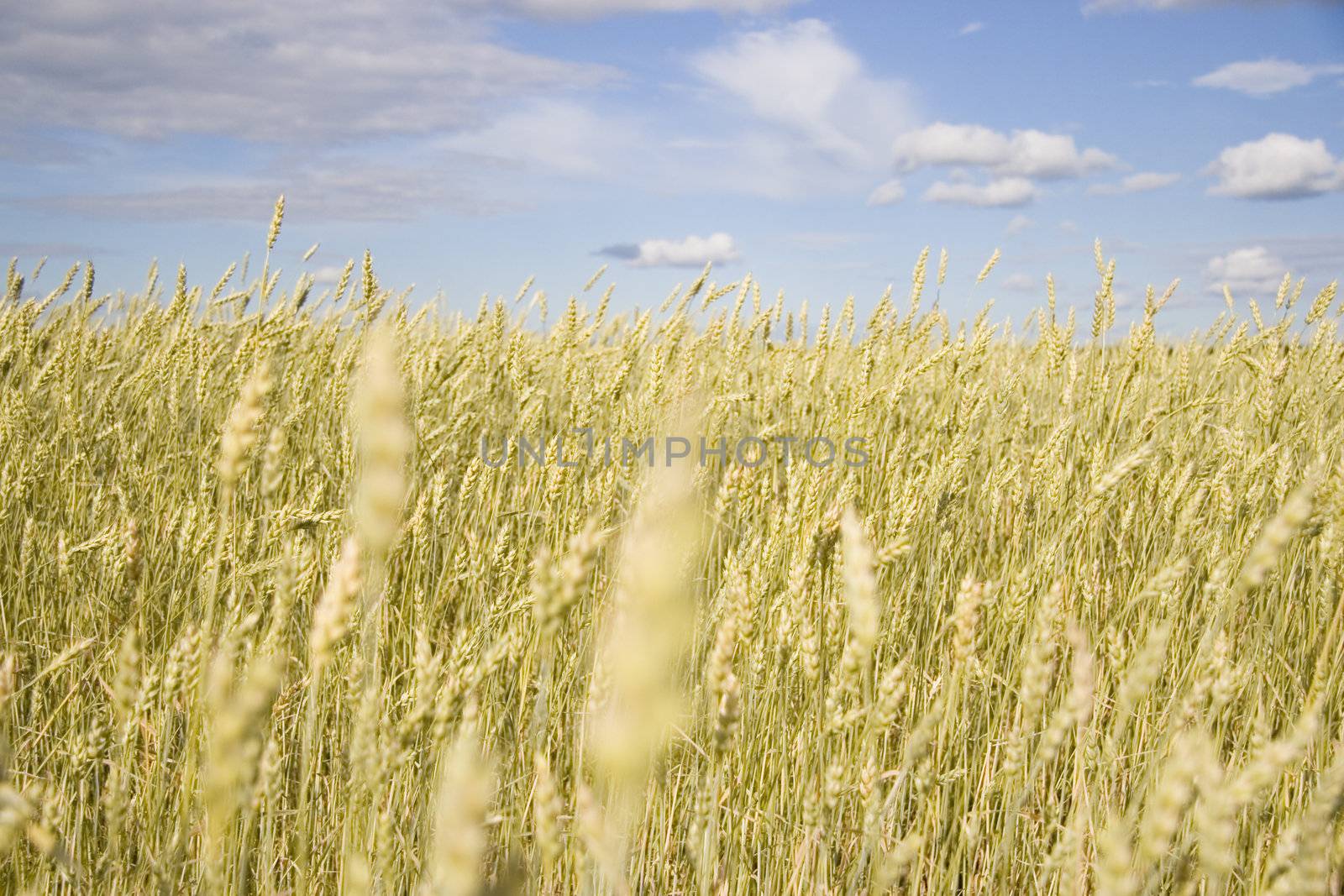Wheat field golden and blue sky