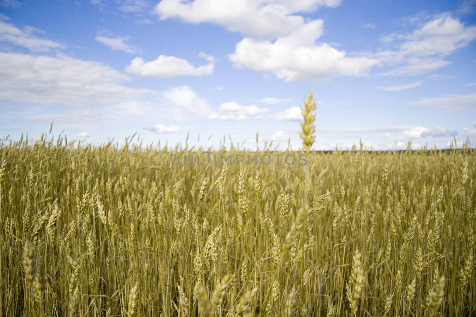 Wheat field golden and blue sky