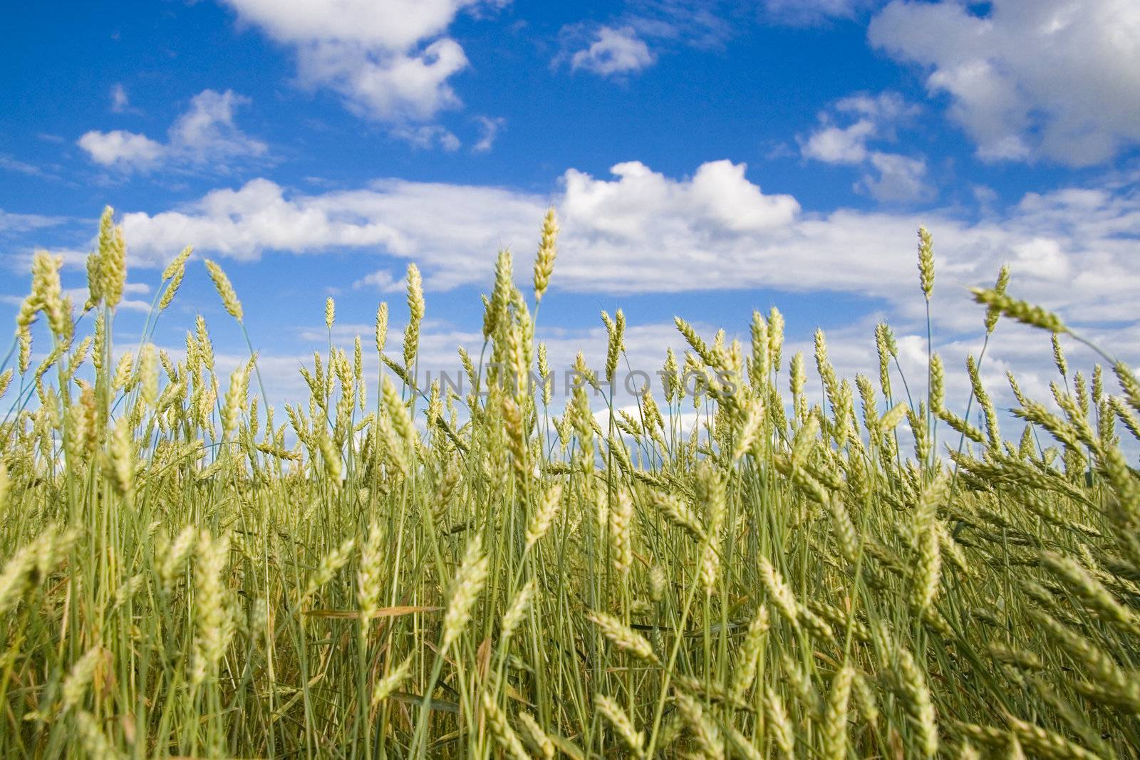 Wheat field golden and blue sky by Kudryashka