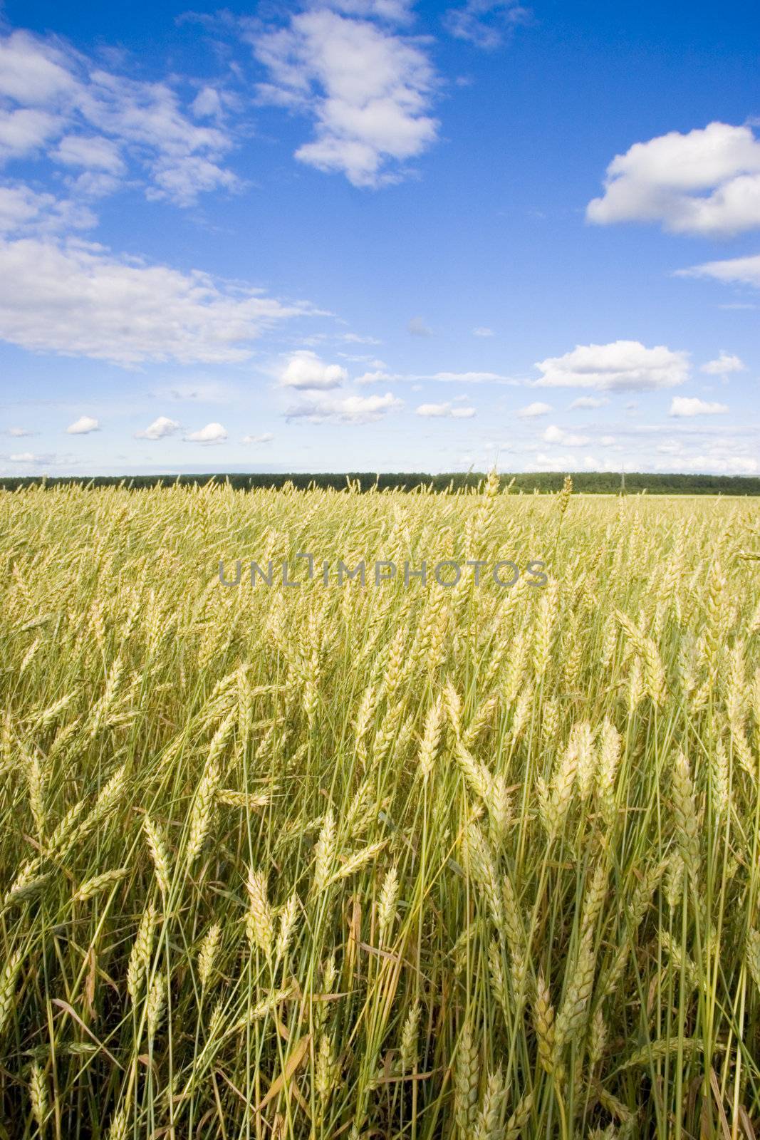 Wheat field golden and blue sky by Kudryashka