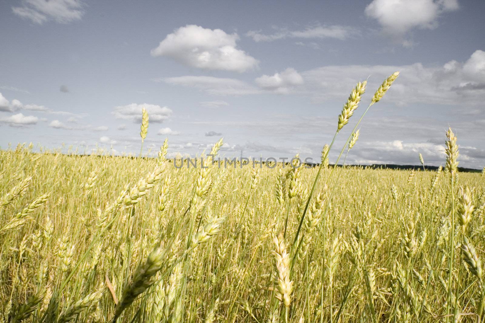 Wheat field golden and grey sky