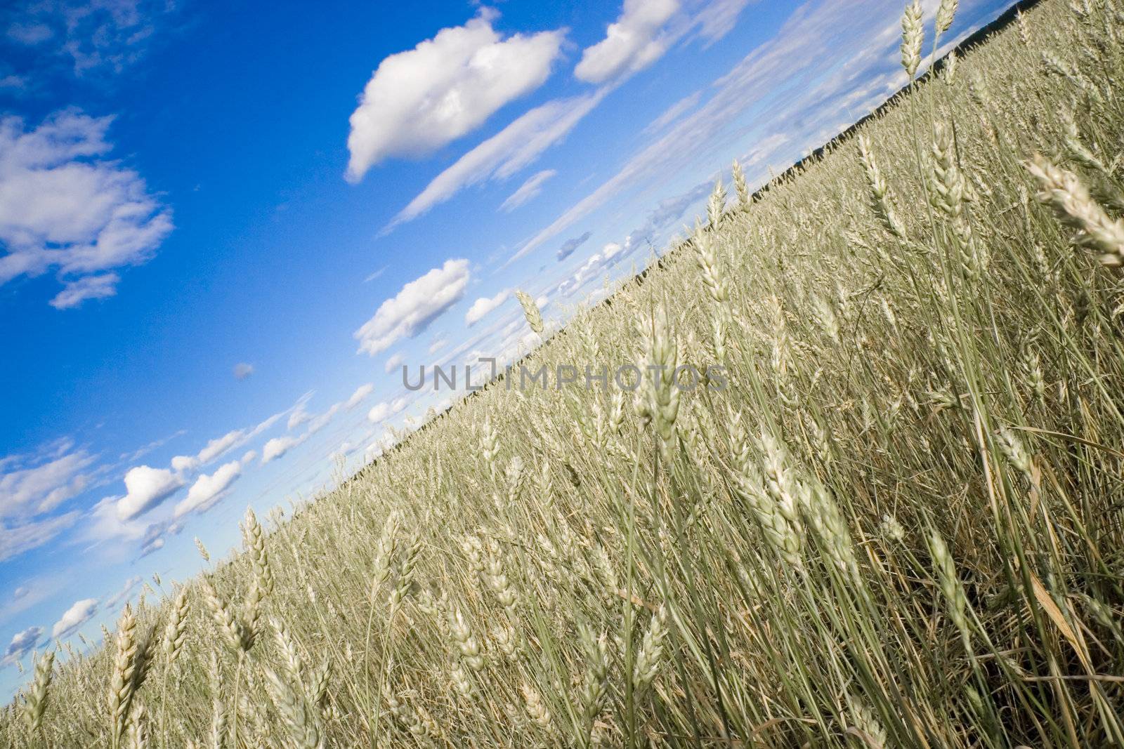 Wheat field golden and blue sky by Kudryashka