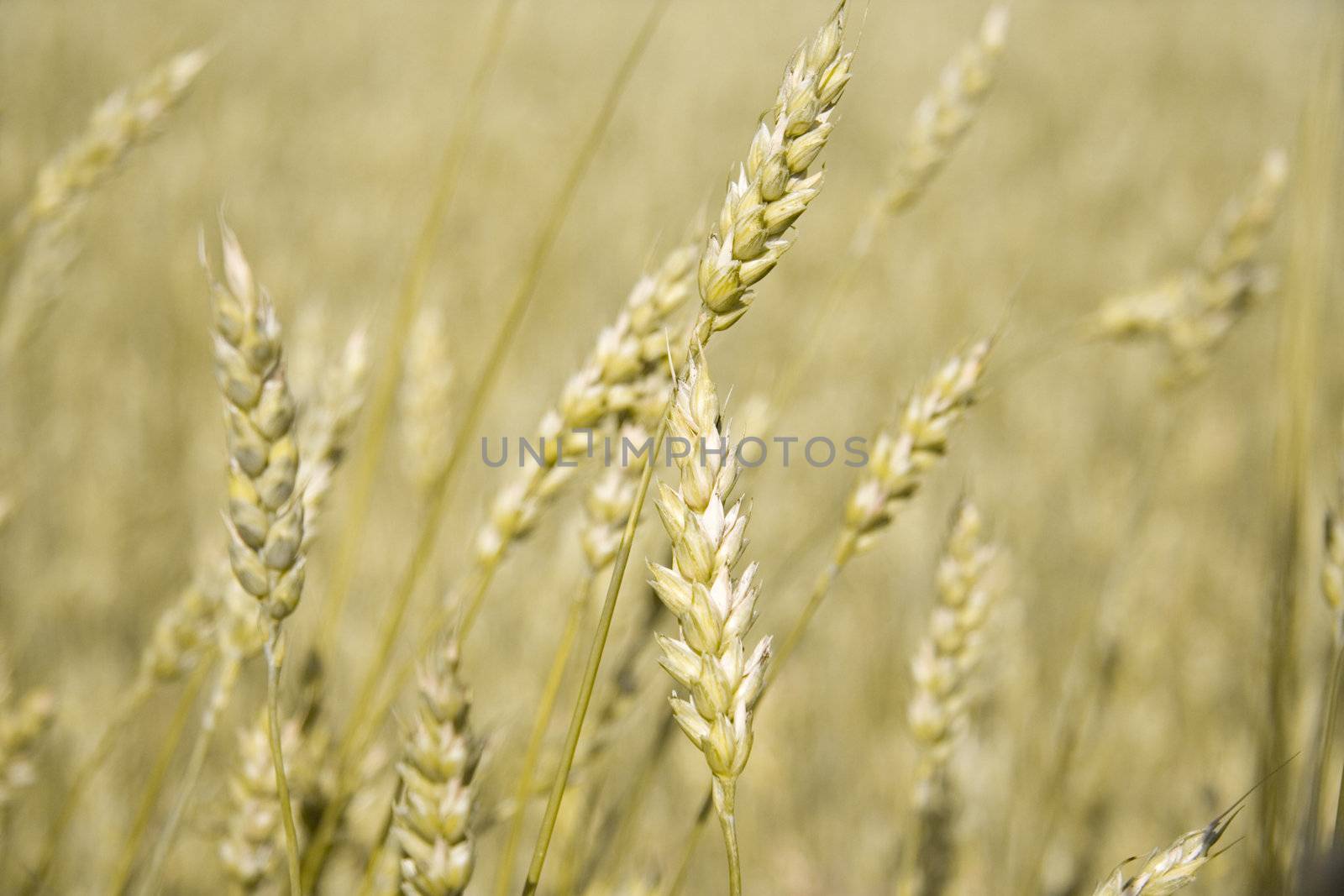 Golden ears of wheat by Kudryashka