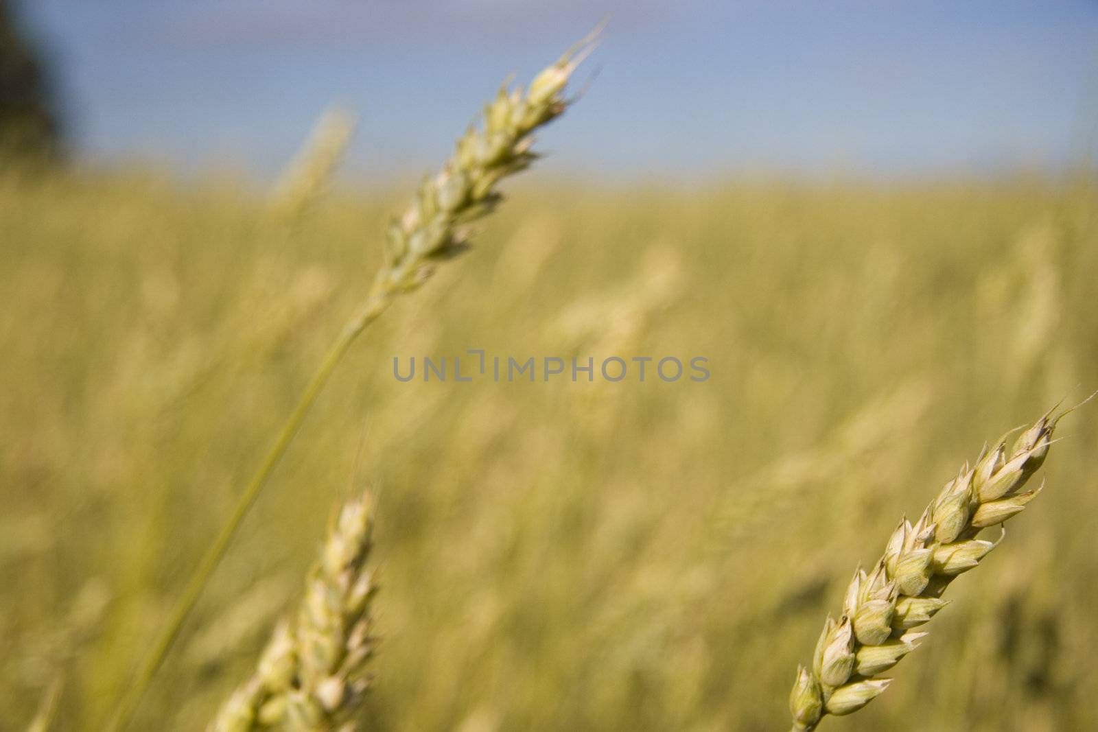 Wheat field golden and blue sky by Kudryashka