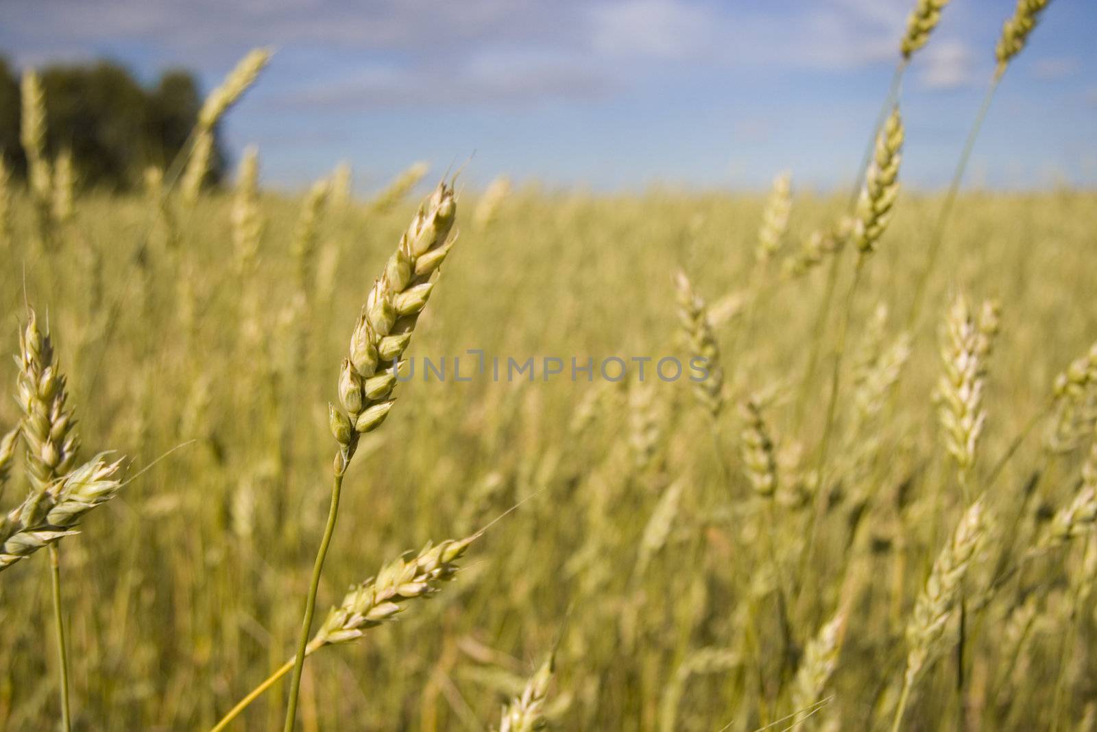 Wheat field golden and blue sky