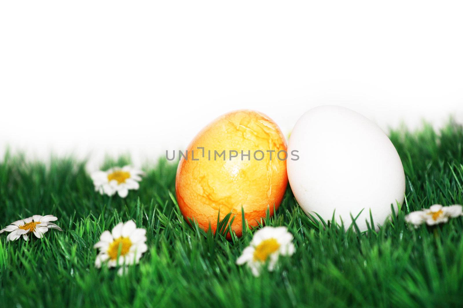 Yellow and white egg by photochecker