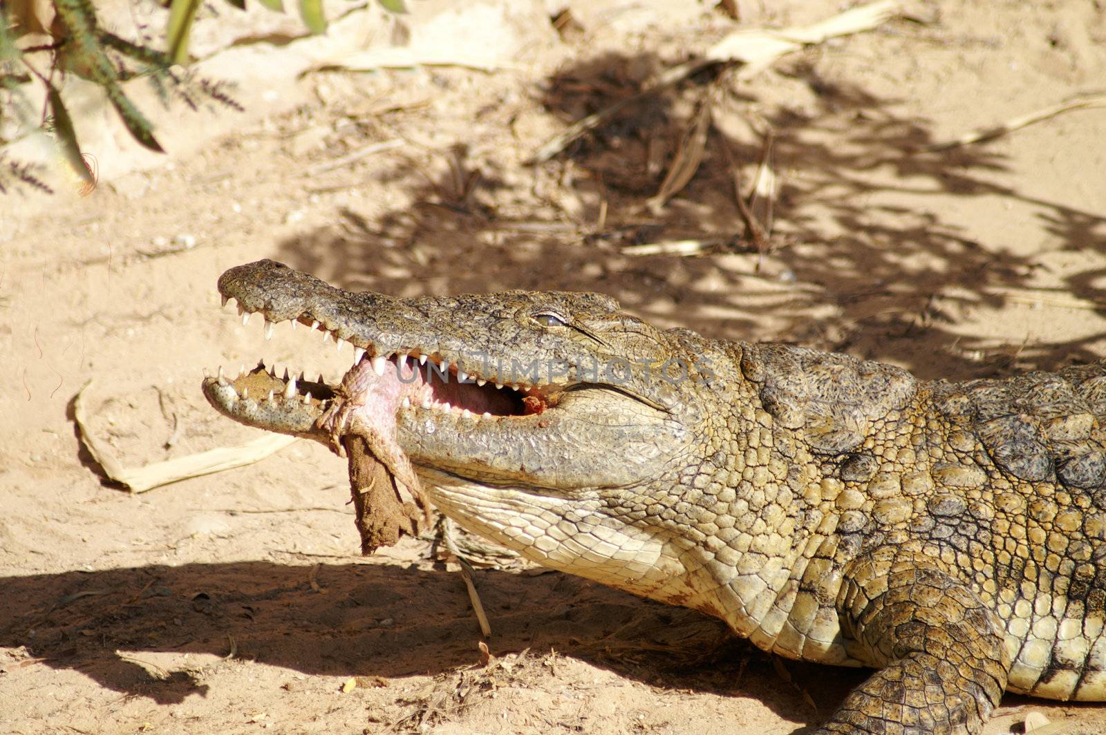 dangerous in large alligator eating