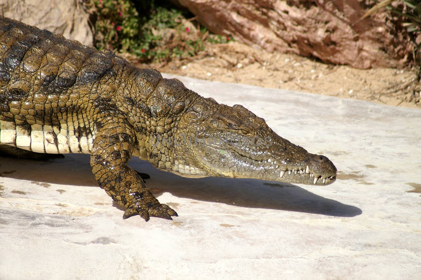 dangerous rocodile hunting in Africa