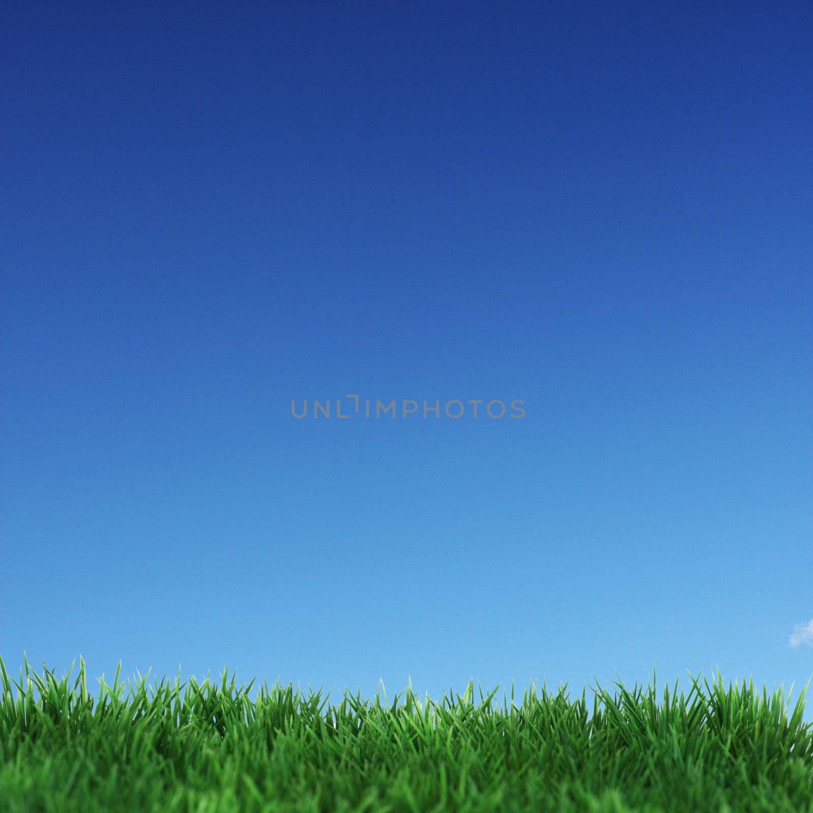 Green field and blue sky without clouds 