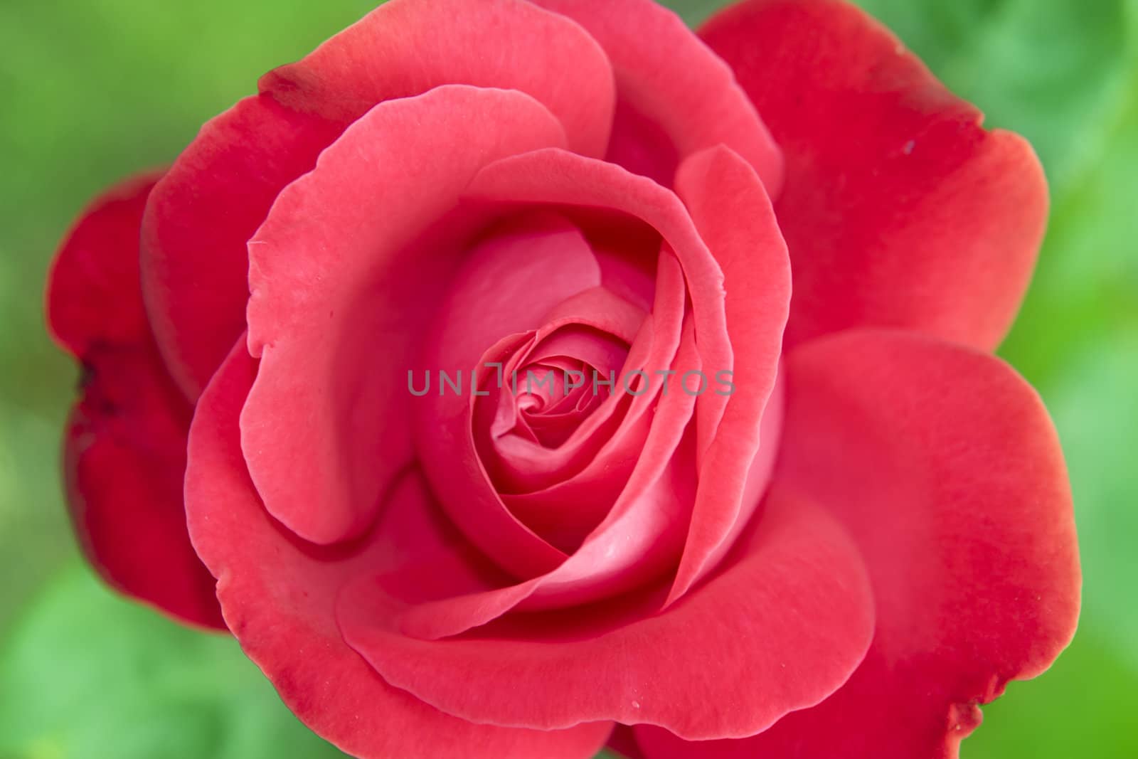 red irish garden rose by morrbyte