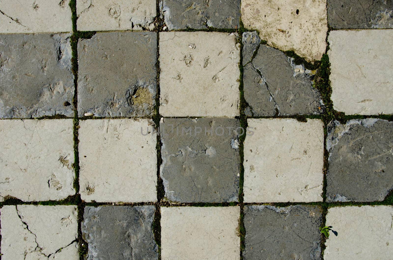 Background of white brick tiled old pavement moss by sauletas