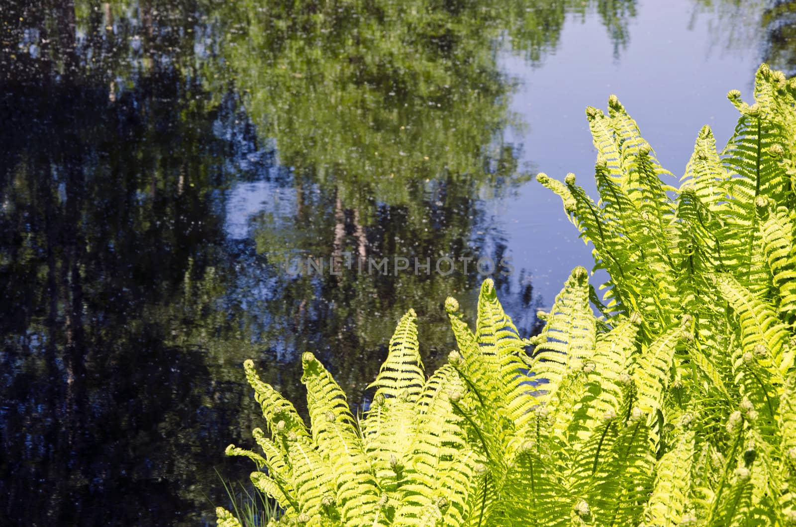 Ferns and trees growing on lake shore in spring. Beautiful sky and reflections on water.