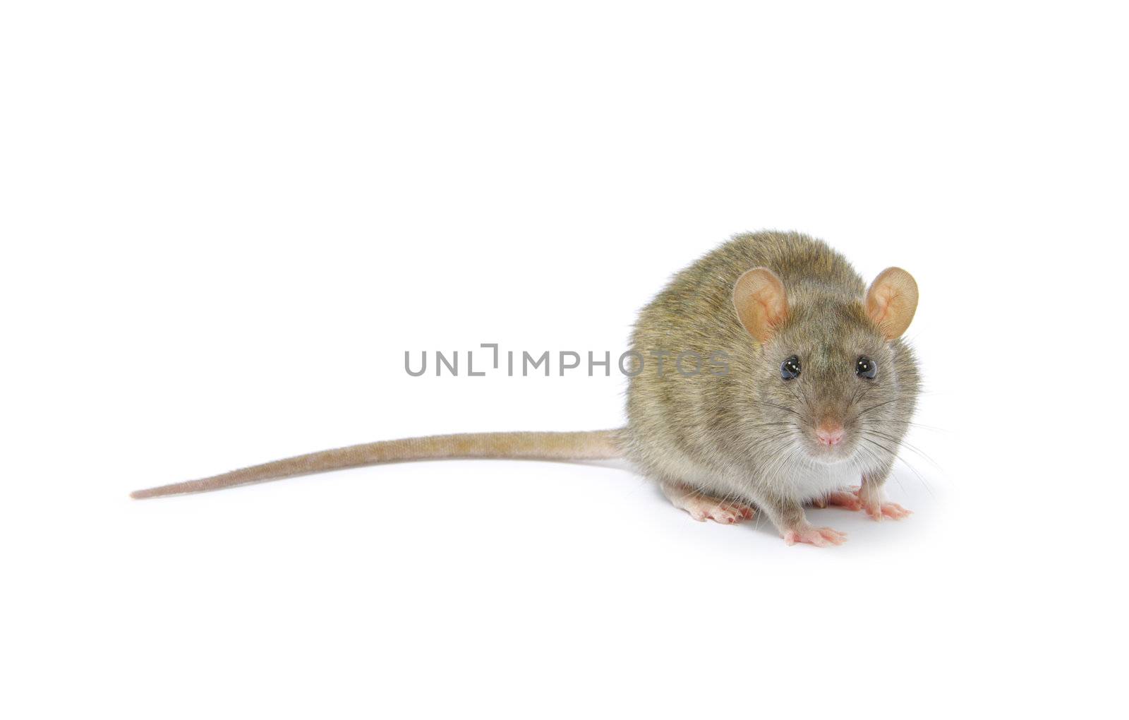 rat isolated on white background