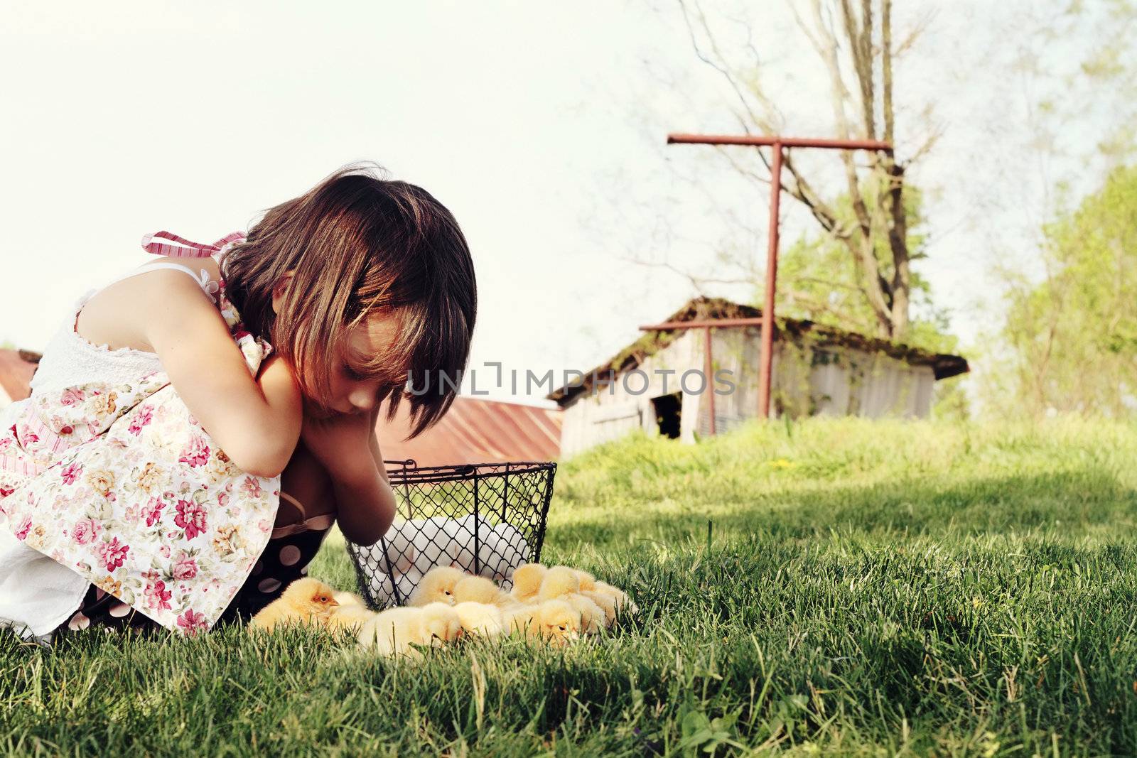 Little girl watching Buff Orpington chicks  with chicken coop and barn in far background. Extreme shallow depth of field with some blur on lower portion of image. 