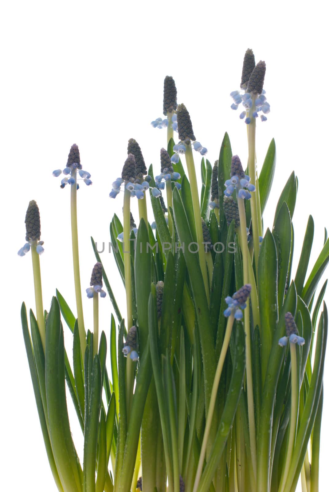 Spring Flowers taken on a white background.