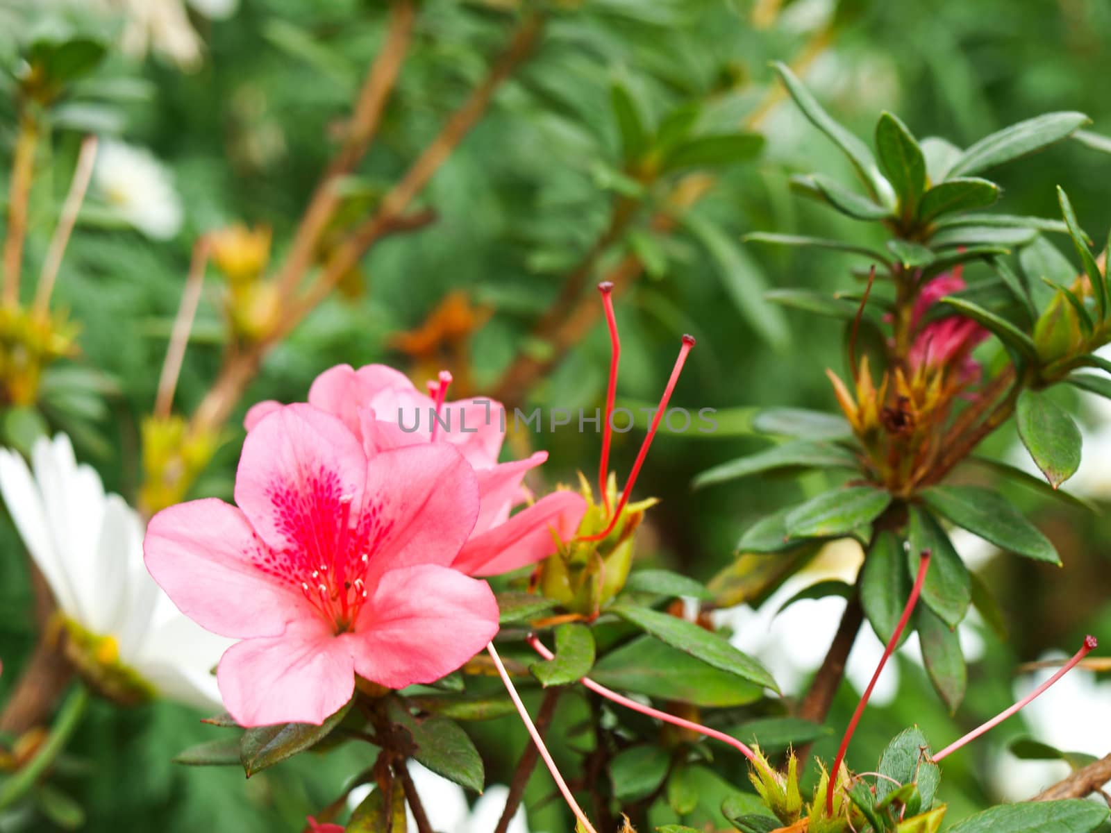 Pink rhododendron in nature by gururugu