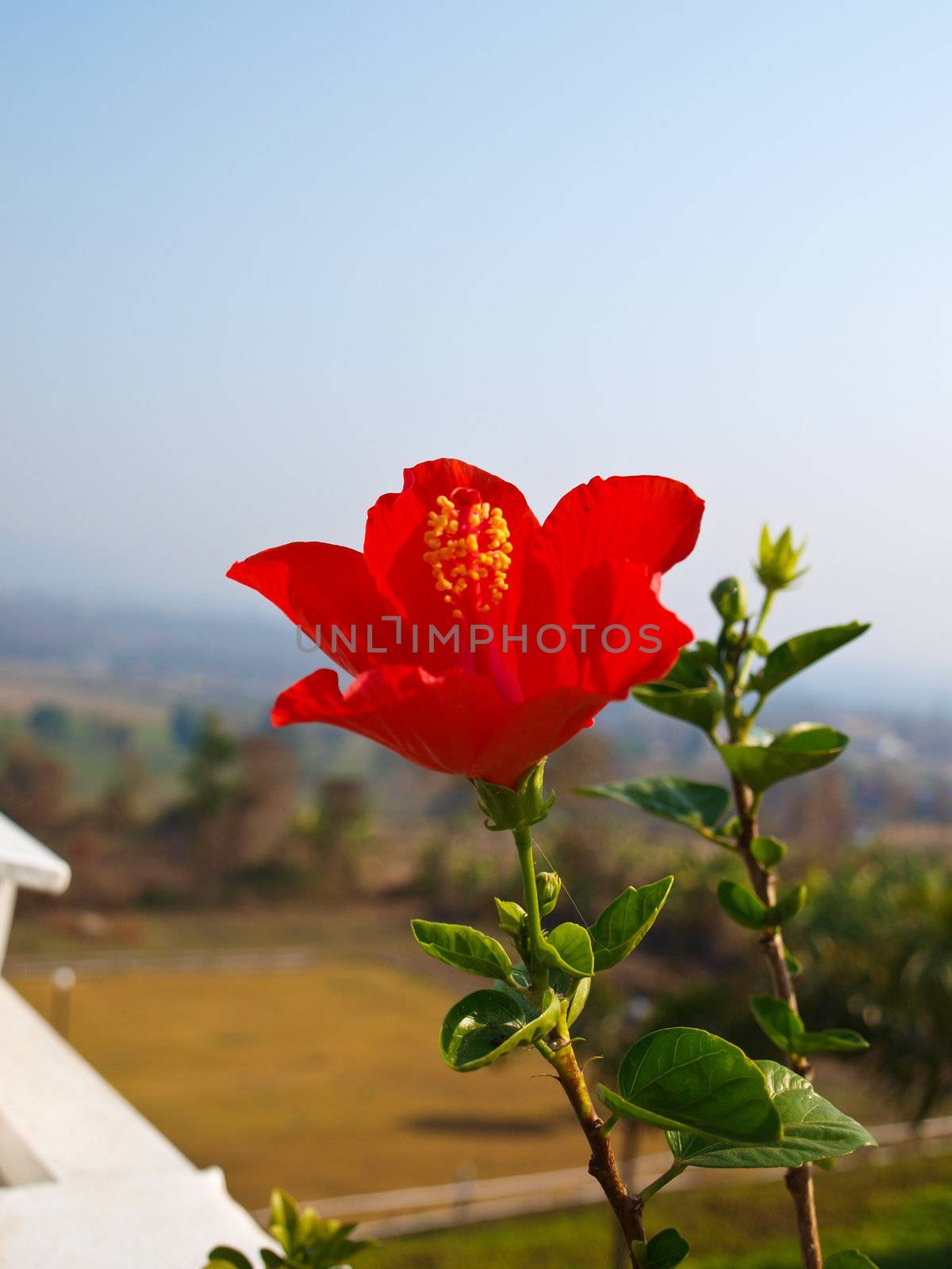 Red hibiscus in nature by gururugu