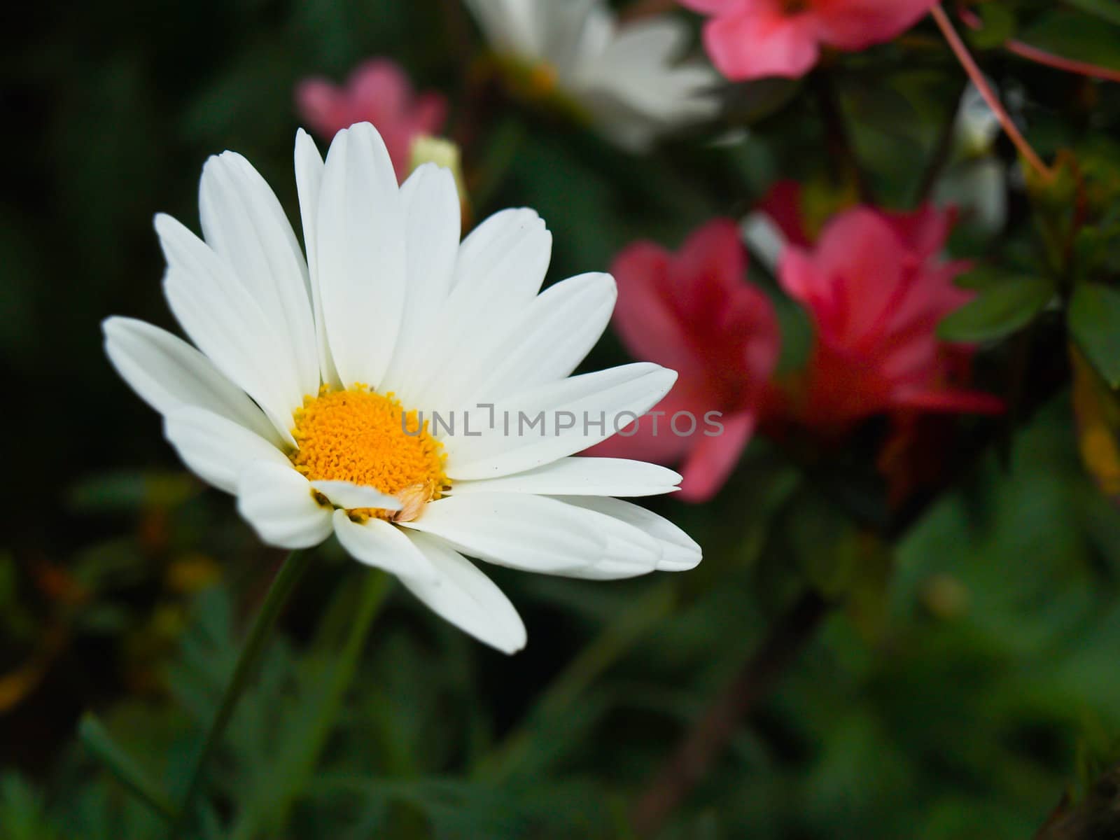 White Cosmos flower in nature by gururugu