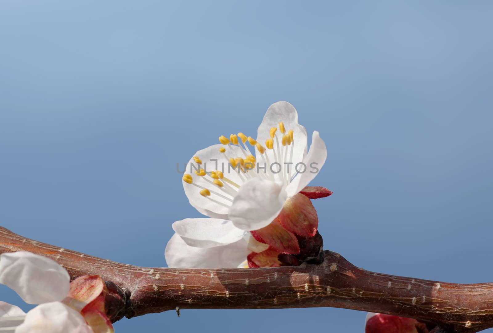 close up of apricot tree blossom