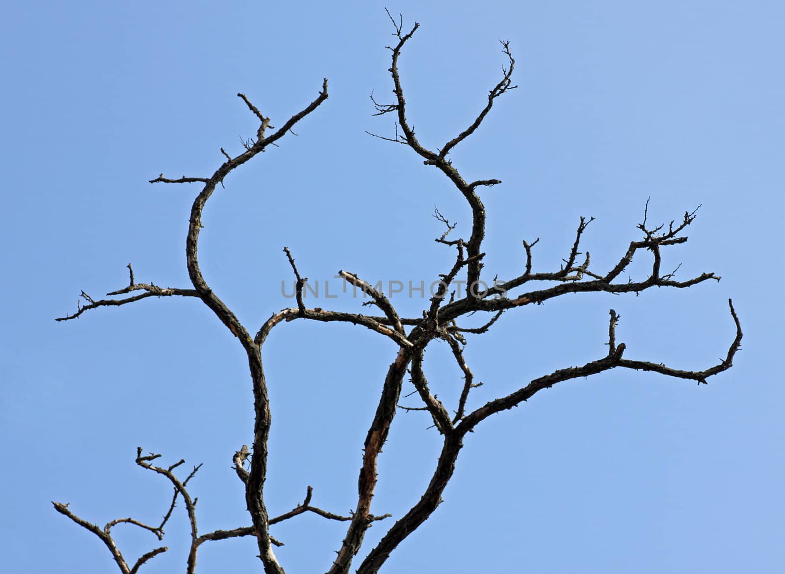 branches of dry tree over blue sky