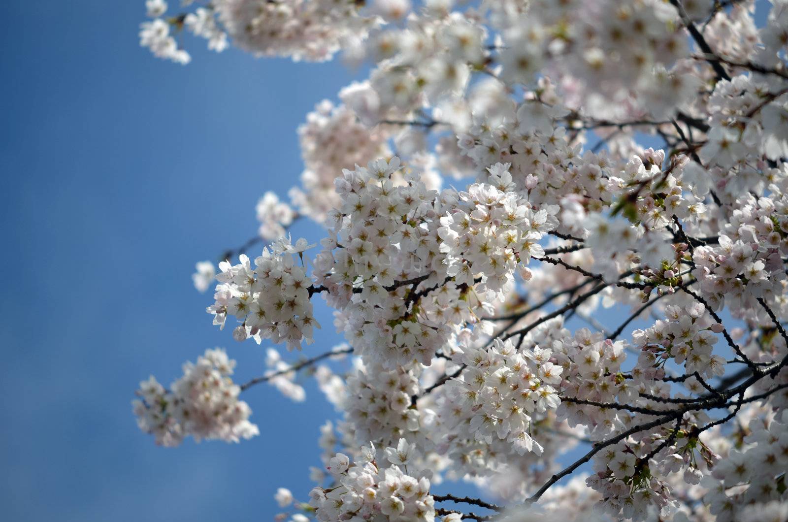 Cherry blossoms in bloom on a tree