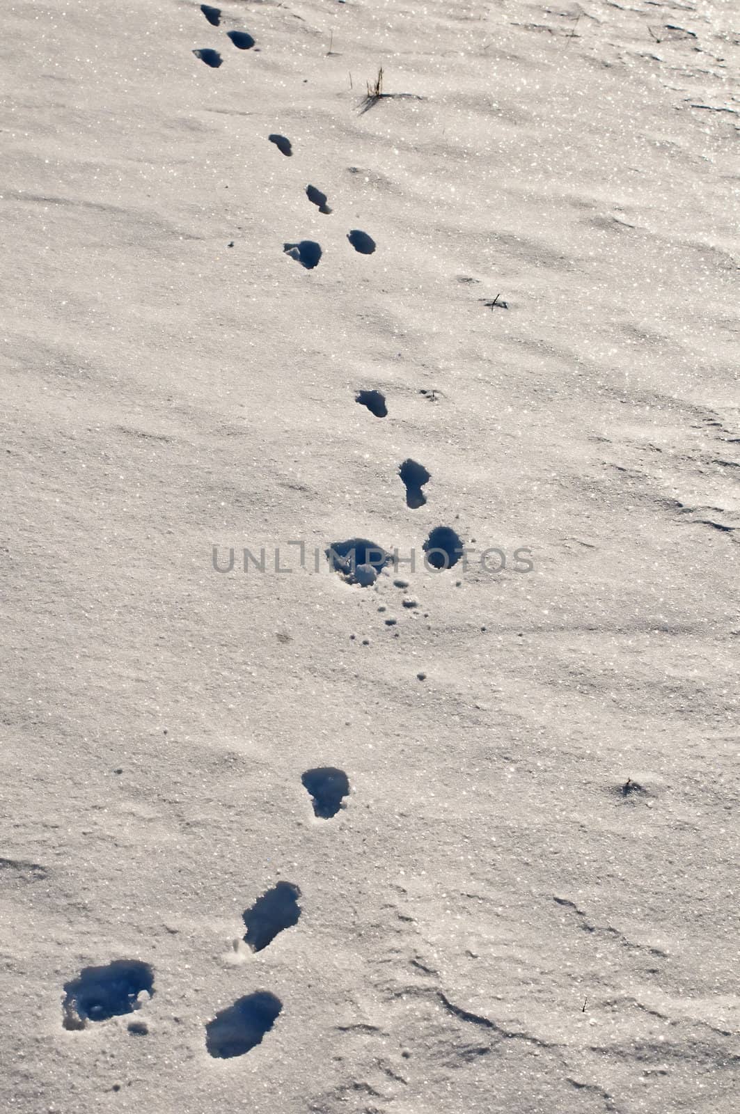 rabbit track in snow by Jochen